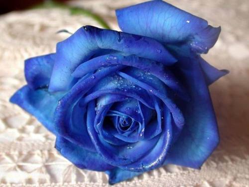 Blue Rose