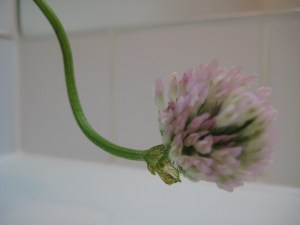 I now know that a weed can be as beautiful as the child that cares for it.