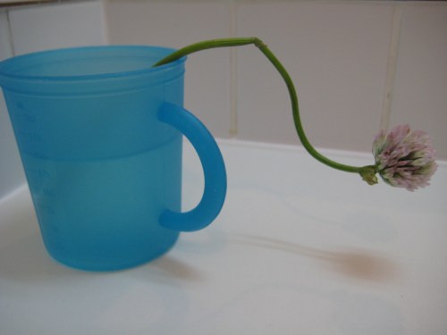 The weed made a comeback!