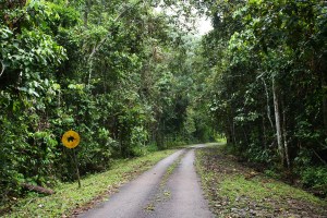Jalan berliku menuju Merapoh.